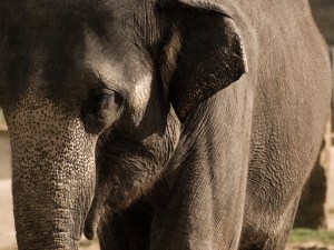 asian elephant