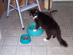 cat water bowl