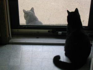 cats watching each other