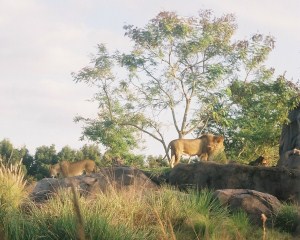 lion animal kingdom