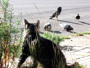 cat stalk bird