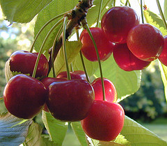 cherries