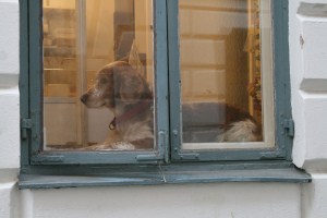 doggy in the window