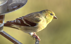 finch