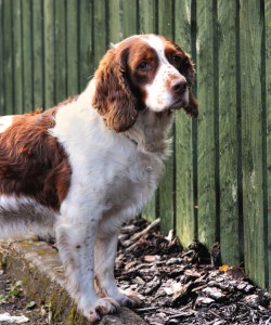 pretty spaniel