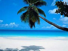 beach and palm trees