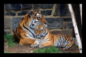 Tiger and Cub Resized