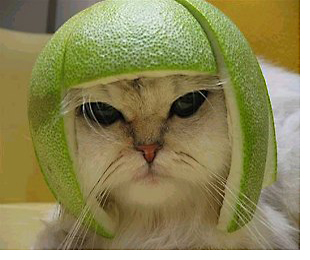 limecat