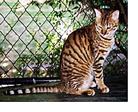 The Toyger Cat