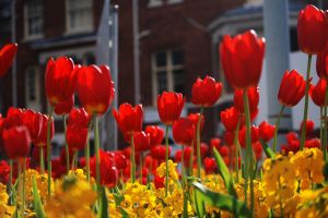 flowers