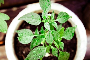 vegetable garden