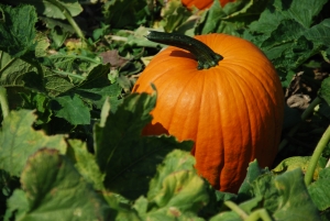 Tis the season for pumpkins! They have tons of uses, some unusual. If you like pumpkins, here are some ideas that go a little bit beyond the ordinary.