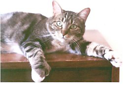 Polydactyl cat