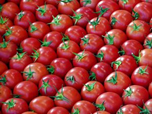 organized tomatoes