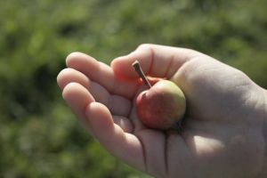 apple in hand