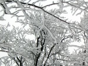 snow branches