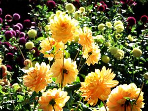 yellow flowers