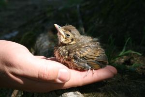 bird in hand