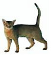 Abyssinian Cat