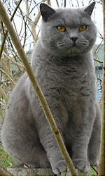 The British Shorthair