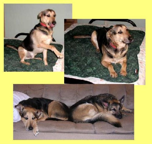 Roady's Petfinder pics on top; Thor and Freya on the bottom.  Photos courtesy of Lisa Pietsch.