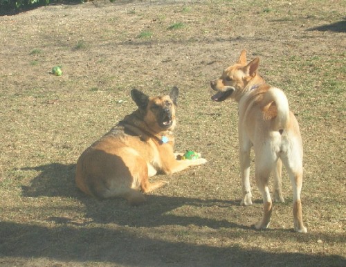 Hard to get a pic of them together, but here they are:  my Moose and Lally.