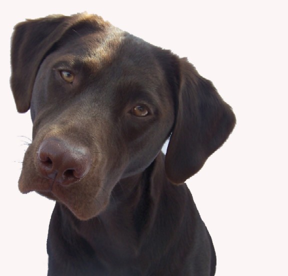 Molly Brown Truffles; photograph courtesy of The Chocolate Lab