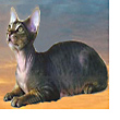 Devon Rex