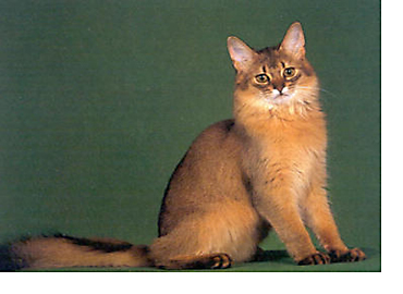 The Somali Cat