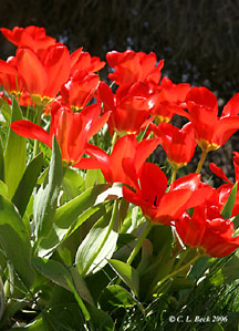 Tulips. Copyright Cindy Beck