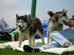 I love Huskies!  Both dogs were very friendly and gave me kisses.