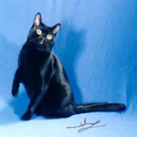 Bombay Cat