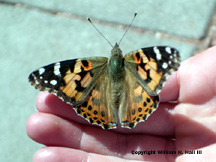 Butterfly. Copyright William H. Hall III