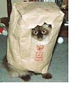 cat in bag