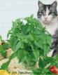 cat with catnip