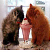 cats and ice cream