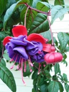 fuschia