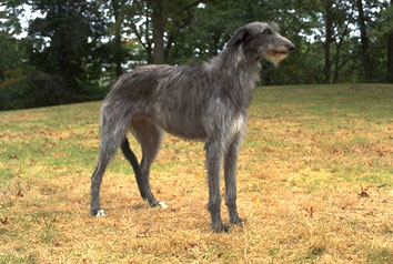 big wiry haired dog