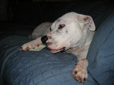 Lily enjoying her favorite treat:  rawhides!