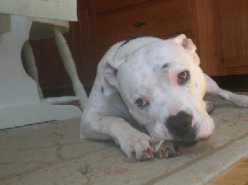 Lily Biscuits in her usual pose:  enjoying a rawhide!