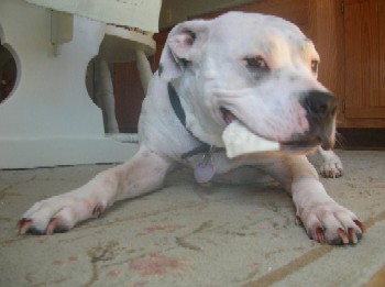 Chewing rawhide?  Good dog.  Chewing carpet?  Bad dog!