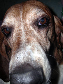 Lucy the Bassett. Copyright William H. Hall III