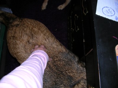 This is what I see... Moose back and rump sticking out from under the desk.  My special boy!