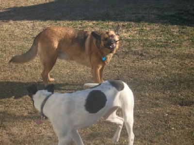 Moose with stick; Casey watching.