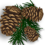 pinecones spruce outdoors