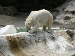 A polar bear at the Bronx Zoo.