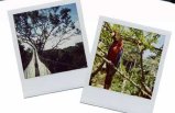 polaroid prints instant photographs