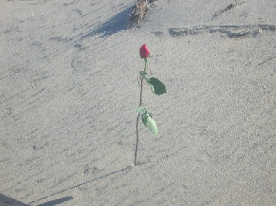 A rose stuck in the sand at the beach in Point Pleasant Beach, New Jersey