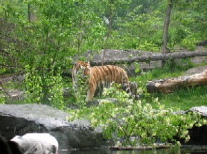 A tiger at the Bronx Zoo.