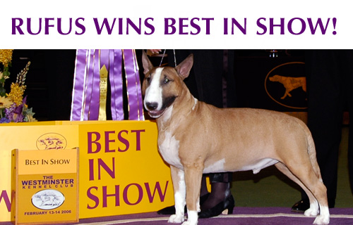 Photo courtesy of the Westminster Kennel Club